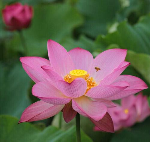 我爱你，莲花_550字