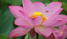 我爱你,荷花_550字