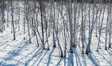 歌唱冬天_1200字