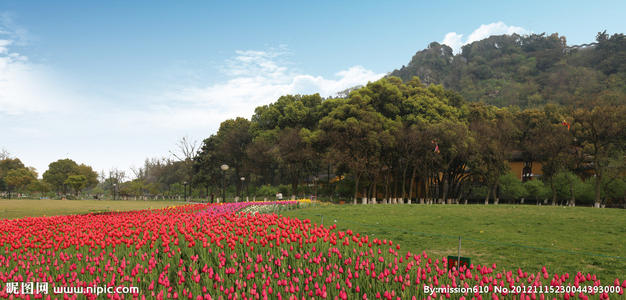 季节高大的森林公园_1000字