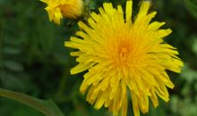 原来，秋天没有蒲公英_900字