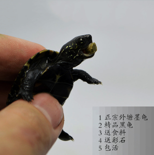 龟_250字