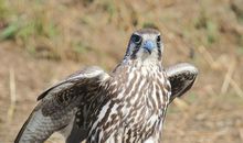 老鹰抓小鸡_350字