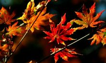 心灵的秋天_750字