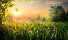 我喜爱的早晨_700字