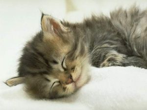 小猫_350字