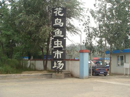 花和鸟鱼蠕虫市场_250字