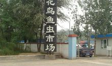 花鸟鱼虫市场_250字