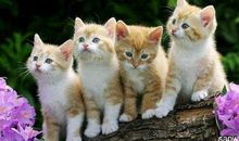 小猫的坏毛病_300字