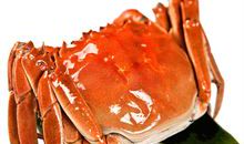 小蟹和母蟹_450字