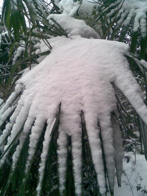 2011年第一雪_750字