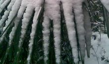 2011年第一场雪_750字