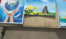 美丽的校园，我的家_1200字