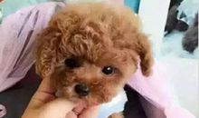 星星有话说_350字