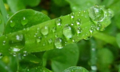 孤独的雨_400字