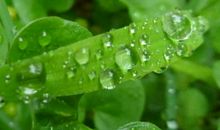 寂寞的雨水_400字