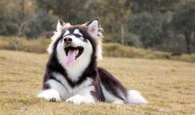 自私的小狗_400字