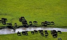 科尔沁，啊！大草原_800字