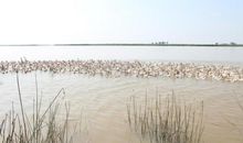 海水与我戏耍_200字