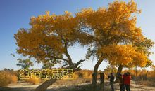 【微作文】生命胡杨_200字