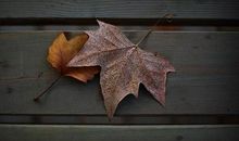 善于放弃是一种智慧_900字