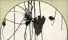 留得残荷听雨声_900字