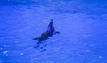 畅游青青的海洋_800字