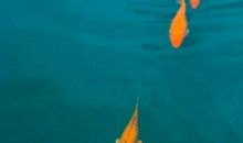 双赢的智慧_900字