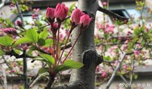 春意，这乐曲_750字