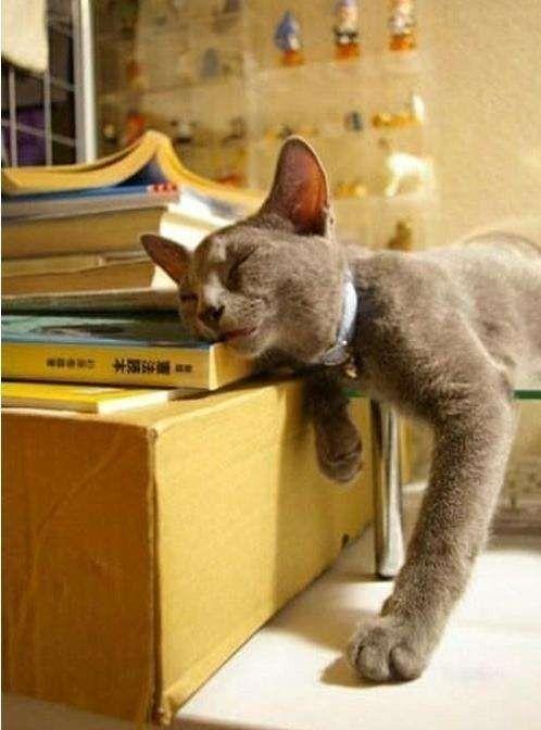 我的家人的小猫_600字