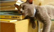 我家的小猫_600字