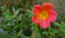 美丽的太阳花_150字