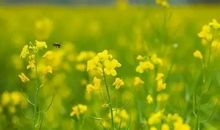 油菜花的启示_450字