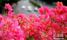 灼灼杜鹃耀花城_1200字