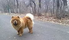 牙齿的自述_400字