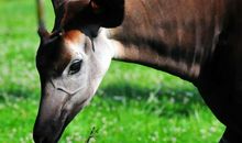 动物的舌头_550字