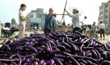 凝望并感谢着_750字