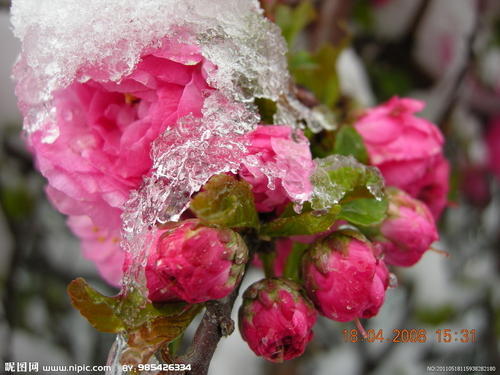 雪落，花朵泪流满面_800字