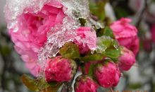 雪落地，花成泪_800字