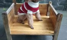 关于启示的作文：狗的启示_500字