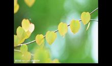 做一片叶子_600字