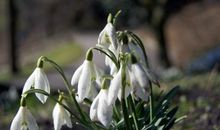 那凋零的是花_2000字