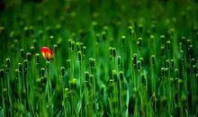 那些日子也飘香_800字