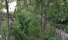 我家旁的小花园_100字