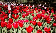 三年级状物作文：赏郁金香花盏_300字