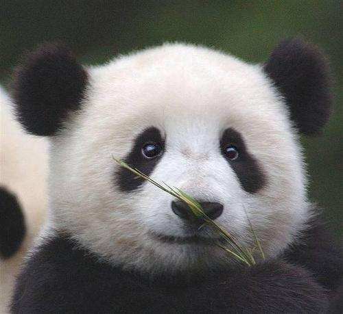 三年级计算：大熊猫_300字