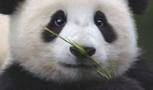 三年级状物作文：大熊猫_300字