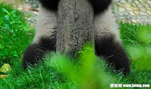 可爱的熊猫_300字