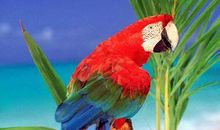 我的两只鹦鹉_300字