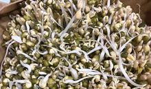 观察生豆芽_200字